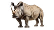 rhinoceros isolated on white background