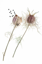 Nigella Sativa Fruits With Seeds On White Background