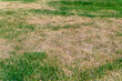 © o_lypa - Patchy grass, lawn in bad condition and need maintenance.