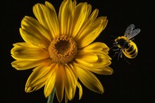 A Bee On A Yellow Flower With Black Background & Another Yellow In Foreground. Generative AI