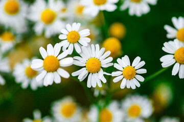 Daisies with white petals and yellow middle close-up, wildflowers, selective focus