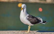 Close Up Front Shot Of A Seagulls Standing On A Pier At Hout Bay Harbour, Cape Town South Africa