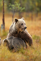 Wall Mural - Bear family in taiga. Brown bear cub with mother. Beautiful animals walk through taiga in autumn. Finland nature