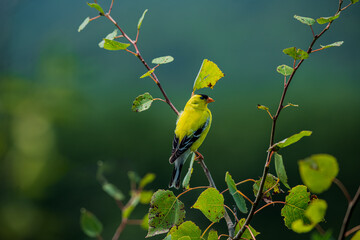 Wall Mural - American Goldfinch on a branch