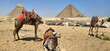 Camels in the desert next to the pyramids of Giza. Typical pyramid screensaver. Cairo. Egypt.
