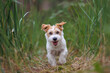 © WoodHunt - Dog breed Jack Russell Terrier runs through thickets of green grass. Pet walks in the forest