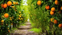  An Orange Grove With Lots Of Oranges Growing On The Trees.  Generative Ai