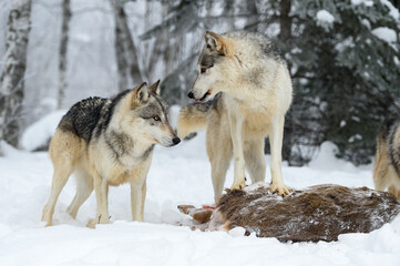 Wall Mural - Grey Wolf (Canis lupus) Turns and Sticks Out Tongue at Packmate at Deer Carcass Winter