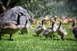 Canadian geese family, parents with goslings at the lake shore at Shoshone waterfall Twin Falls Idaho, USA