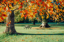 Bench And Picnic Table Under Big Tree With Yellow And Red Leaves In The Fall. Beautiful Colorful Autumn Nature Background. Beautiful Autumn Landscape With Yellow Trees In A City Park. Selective Focus.