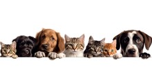Cute Puppies And Kittens Peeking Over Web Banner Isolated White Background. Generative AI