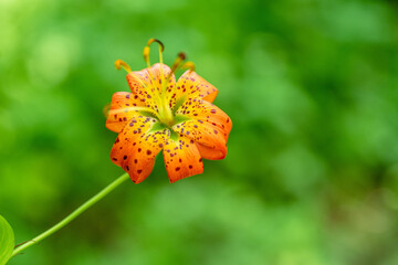 Wall Mural - flower field