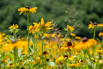 Sticker - yellow flower field