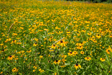 Wall Mural - yellow flower field