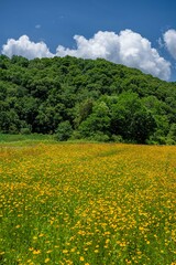 Sticker - yellow flower field