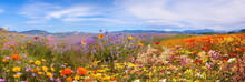   Beautiful Wild Field With Flowers ,blue Sky And Mountains On Horizon,nature Landscape