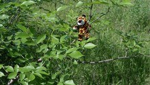 Lost Soft Toy Tiger In Tree Branches In A Deciduous Forest In Rays Of Sunlight. Camera Movement. Space. Green Foliage, Grass. Concept Of Loneliness, Kidnapped, Missing Children. Nature Background.