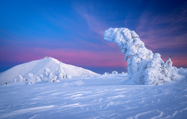 Wall Mural - beautiful winter landscape with trees covered with snow - karkonosze mountains in poland