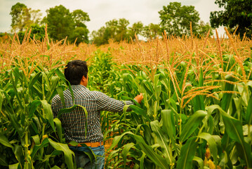 Wall Mural - Farmer stood proudly amidst the golden cornfield, bathed in the warmth of the sun's rays.