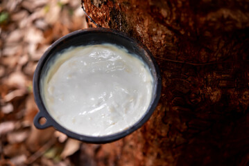 Wall Mural - Close up view revealed a full cup of rubber liquid glistening from the rubber tree's trunk.