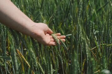 Wall Mural - Man farmer walks through a wheat field and touching green ears of wheat with his hands. Hand farmer is touching ears of wheat on field, inspecting her harvest. Agricultural business.