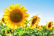Beautiful Blooming Sunflowers On Blue Sky Background