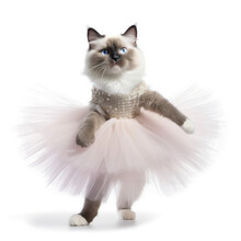 A Ragdoll Cat (Felis Catus) In A Ballerina's Outfit, Striking A Graceful Pose.