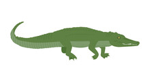 An Illustration Of A Crocodile Reptile Living In A Swamp. Simple Hand Drawn Style Illustration