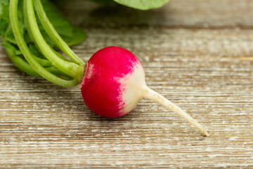 Wall Mural - One red and white round radish is on the wooden table.