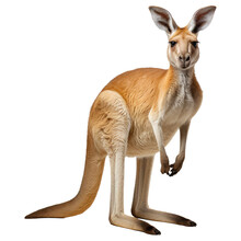 Kangaroo Isolated On Transparent Background . Generative AI
