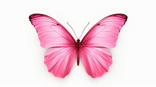 Pink Butterfly Isolated On White Background