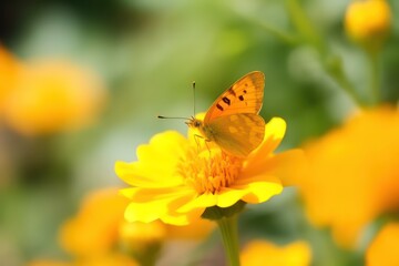 Poster - Beautiful cute yellow butterfly on orange flower in nature with defocused background