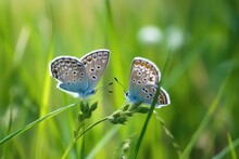 Two Blue Butterflies Polyommatus Icarus In Nature Outdoor