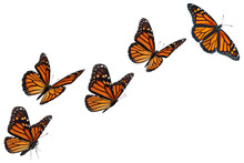 Set Of Monarch Butterflies Isolated