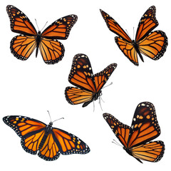 Wall Mural - Beautiful five monarch butterfly