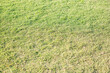 © Yelena - green grass field background with copy space