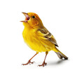 A Canary (Serinus canaria domestica) as a singer, belting out a high note.