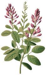 Canvas Print - Liquorice isolated on transparent background, old botanical illustration