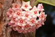 Macro fotografia di fiori di Hoya Carnosa, una pianta succulenta