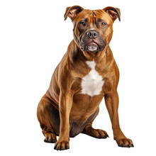  Staffordshire Bull Terrier Dog Isolated On Transparent Background . Generative AI