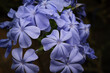 Macro foto di fiori azzurri di gelsomino