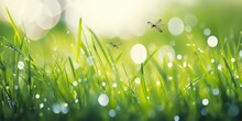 Dragonfly Drops Of Morning Dew Free Stock Photo - Public Domain Pictures