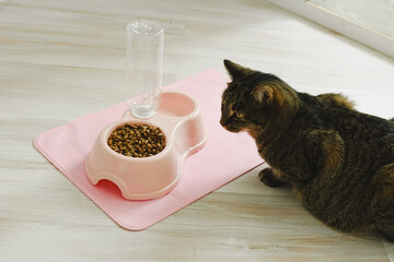 Wall Mural - Cat sits near a bowl with dry food and water. Domestic cat food concept