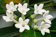 Macro foto di fiori bianchi di gelsomino carnoso