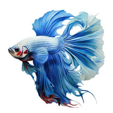 Betta Fish Isolated On Transparent Background . Generative AI