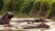 A Bloat Of Hippos Of Different Ages Crossing The River In African Savanna. Dangerous And Magnificent Herbivorous Ungulates Swimming Fast During Migration Showing Big Teeth To Camera.