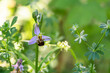 Blüte von Bienen-Ragwurz in der Natur