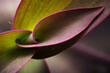 Macro di foglia viola di pianta succulenta