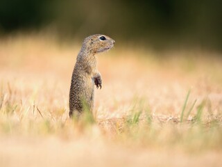 european ground squirrel in the maedow
