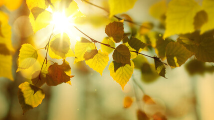 beautiful sunny autumn landscape with yellow autumn trees and sun. colorful foliage in the forest. n